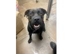 Adopt Pepper a Black Rottweiler / American Staffordshire Terrier / Mixed dog in