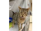 Adopt Chester a Gray or Blue Domestic Shorthair / Domestic Shorthair / Mixed cat