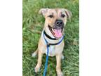 Adopt Rogue IV 36 a Tan/Yellow/Fawn Labrador Retriever / Mixed dog in Cleveland