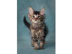 Adopt Bear a Gray, Blue or Silver Tabby Norwegian Forest Cat cat in Canyon