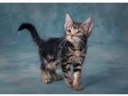 Adopt Quinn a Gray, Blue or Silver Tabby Norwegian Forest Cat cat in Canyon