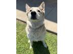 Adopt Nilla a Tan/Yellow/Fawn Husky / Mixed dog in Longview, TX (39108931)