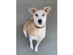 Adopt Egret a Tan/Yellow/Fawn Husky / Mixed dog in Longview, TX (39105981)