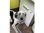 Adopt Lacey a White Catahoula Leopard Dog / Mixed dog in Florence, AL (39160286)