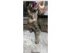 Adopt Oatmeal a Gray or Blue (Mostly) Tabby / Mixed (medium coat) cat in