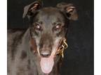 Adopt Unreasonable a Black Greyhound / Mixed dog in Douglasville, GA (39148353)