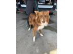 Adopt Denver a Brown/Chocolate Border Collie / Mixed dog in Baton Rouge