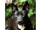 Adopt Serenity a Black Labrador Retriever / Mixed dog in Nashua, NH (36011350)