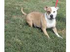 Adopt JACK a Tan/Yellow/Fawn - with White American Staffordshire Terrier / Mixed