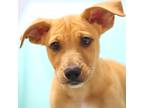 Adopt Veteran a Staffordshire Bull Terrier / Labrador Retriever / Mixed dog in