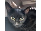 Adopt Fifi a Domestic Shorthair / Mixed cat in Des Moines, IA (39160238)