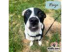 Adopt Maize a White - with Black Border Collie dog in Council Bluffs
