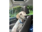 Adopt Coach a Goldendoodle / Mixed dog in Grand Rapids, MI (39145569)