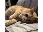 Adopt King Solomon a Cream or Ivory (Mostly) Tabby / Mixed (short coat) cat in