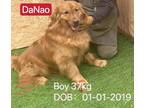 Adopt Danny - COMING SOON a Tan/Yellow/Fawn Golden Retriever / Mixed dog in West