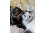 Adopt Topanga a Tortoiseshell American Shorthair / Mixed (short coat) cat in