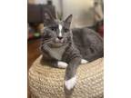 Adopt Piper a Gray or Blue British Shorthair / Mixed (short coat) cat in Hewitt