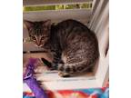 Adopt Fifer a Brown Tabby Domestic Shorthair / Mixed cat in Anoka, MN (39158564)