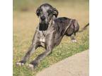 Adopt Dakota a Great Dane / Mixed dog in Vail, AZ (39159992)