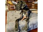 Adopt Prince a Black Great Dane / Mixed dog in Vail, AZ (39159989)