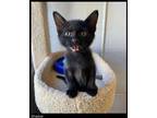 Adopt Shadow a Domestic Shorthair / Mixed (short coat) cat in Chino Valley