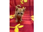 Adopt Rex a Orange or Red Domestic Shorthair / Domestic Shorthair / Mixed cat in