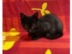 Adopt Vold a All Black Domestic Shorthair / Domestic Shorthair / Mixed cat in