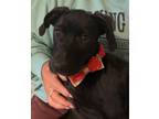 Adopt Annie a Black Labrador Retriever / Hound (Unknown Type) / Mixed dog in