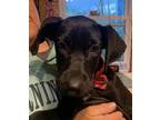 Adopt Abe a Black Labrador Retriever / Hound (Unknown Type) / Mixed dog in