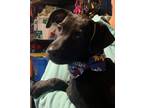 Adopt Artie a Black Labrador Retriever / Hound (Unknown Type) / Mixed dog in