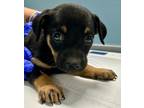 Adopt DO-SI-DOS a Black Retriever (Unknown Type) / Mixed dog in San Antonio