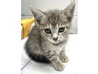 Adopt Fearne a Gray or Blue Domestic Shorthair / Domestic Shorthair / Mixed cat