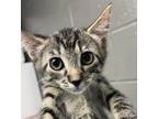 Adopt Shelly a Gray or Blue Domestic Shorthair / Domestic Shorthair / Mixed cat