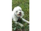 Adopt Max a White Bichon Frise / Poodle (Standard) / Mixed dog in Louisville