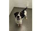 Adopt Opie a White Treeing Walker Coonhound / Mixed dog in Dayton, OH (39160023)