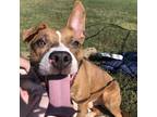 Adopt Toulouse a Brown/Chocolate American Pit Bull Terrier / Mixed dog in Kansas