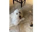Adopt Jack a White Great Pyrenees / Poodle (Standard) / Mixed dog in Prosper