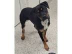 Adopt Nightingale a Black Rottweiler / Mixed dog in Kansas City, MO (39159899)