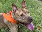 Adopt Chili a Red/Golden/Orange/Chestnut American Pit Bull Terrier / Mixed dog