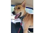 Adopt Jovi Bones a Carolina Dog / Labrador Retriever dog in Wendell