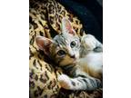 Adopt Cher: Gorgeous celebrity kitten! a Gray, Blue or Silver Tabby Domestic