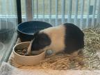 Adopt Leo a Black Guinea Pig / Mixed small animal in Palm Coast, FL (39107296)