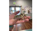 Adopt Spots a Gecko reptile, a