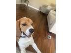 Adopt Leo a Tricolor (Tan/Brown & Black & White) Beagle / Mixed dog in