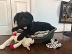 Adopt Billy a Black Schnauzer (Giant) dog in Sedalia, CO (39138344)