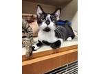 Adopt Birkenstock a Domestic Shorthair / Mixed (short coat) cat in Bloomington