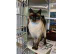 Adopt CHIPPY a Siamese / Mixed (short coat) cat in Murfreesboro, TN (39159676)