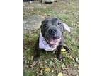 Adopt CECILIA a Gray/Blue/Silver/Salt & Pepper Pit Bull Terrier / Mixed dog in