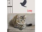 Adopt Lovey a Brown Tabby Domestic Longhair (long coat) cat in Mooresville
