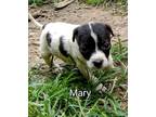 Adopt Nursery Rhymes : Mary a White - with Black Beagle / Labrador Retriever dog